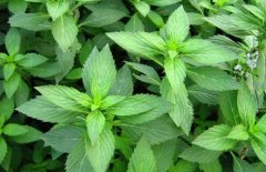 What factors are needed for mint planting environment? Peppermint and Japanese mint characteristics difference