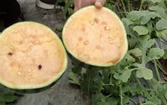 The new variety of watermelon introduces the characteristics of orange-stuffed watermelon. How much carotene is there in the pulp of watermelon?