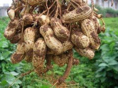 Selection and purchase method of improved Peanut varieties in Peanut High-yield planting techniques, selection of Peanut varieties in three aspects