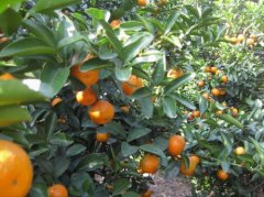 Introduction of a mouthful of tangerine mandarin, how much is the size and price of a mouthful of tangerine mandarin fruit