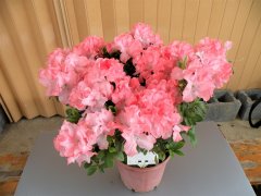 Breeding process of new rhododendron varieties Taoyuan 1 and Taoyuan 2, plant/cultural characteristics of rhododendron