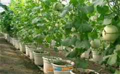 Melon planting techniques and management knowledge, detailed explanation of muskmelon soilless cultivation techniques