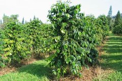 WDD Notes where is it suitable to grow coffee in China? Is Yunnan small grain coffee a boutique coffee?