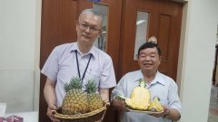 A new variety of Taiwan pineapple came out! With the reputation of 