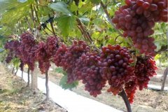 Fertilization scheme for management experience of Hongtikrisen grape cultivation