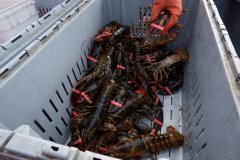 Risk of delay in customs clearance Australia suspends lobster exports to China