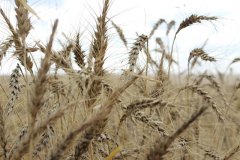 China has suspended the import of Australian barley, wine and other agricultural products