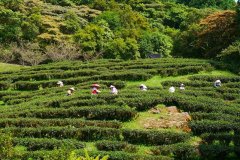 The beautiful secret land of the three Gorges in New North Taiwan agriculture and forestry Xiongkong Tea Garden and Yunsen Waterfall