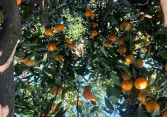 Oranges from growers in some areas affected by the epidemic are unsalable.