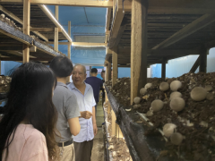 A method of planting Straw Mushroom A farmer in Hangzhou grows straw mushroom 