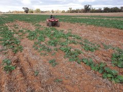 Severe rodent infestation in eastern Australia 