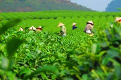 Latest report: Increased warming will reduce global tea production