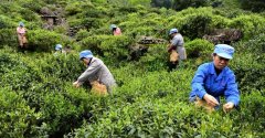 The dry elephant is difficult to solve the problem of reducing the output of spring tea by 30%. Tea farmers complain bitterly.