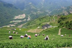 Take over father six tortoise tea garden Li Yongde and his wife grow native camellia