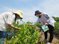 Experience of Taiwan tea culture by making tea from overseas raw tea in Daye University