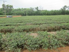 Replanting organic tea to become a model for father and son to inherit sustainable land