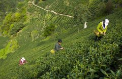 Daily production management requirements of organic tea and organic tea gardens