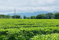 How much do you know about tea? Take you to understand the six major tea systems at once.