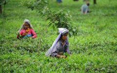 Darjeeling black tea production in India has plummeted by 90%. Tea prices may soar.