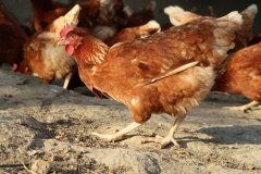 Guidelines for friendly egg production revised the increase of space in chicken sheds can not be forced to change feathers and lay eggs.