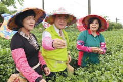 A probe into the Beauty of Tea Garden