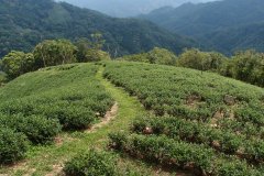 The number and species of spiders in tea gardens with beneficial organic farming are more than those used to do.