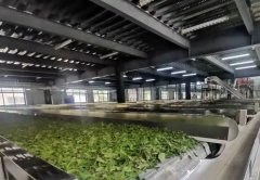 Guangdong Xinxing Xiangwo Tea expansion Hong Kong and Macao Market Tea Culture Industry Base completed