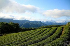 The results of the New North Haocha package have been released. Taiwan's package Tea King has come out of the 