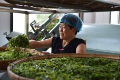 The annual output value of busy tea in Zhuang Town, Shandong Province is 230 million yuan.