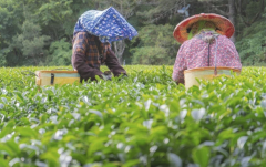 The online e-commerce of spring tea at Fushoushan Farm in Taichung is booked for sale in 5 minutes.