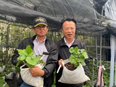 Where is it suitable to grow horseradish in China? it is expected to see the middle altitude horseradish in Alishan.