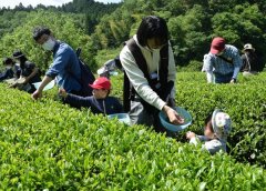 Lin Yuping, the tea maker of Yiming Tea Garden, inherits the good taste.