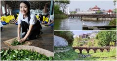 A hundred-year-old tea-making method A big factory roams through Longtan in Taoyuan, shuttling through the pond to see the beautiful scenery.