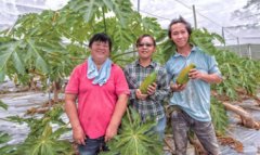 Nongyu Farm-A trial of organic papaya for brave women with advanced technology