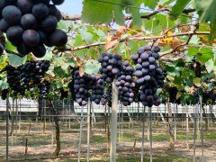 Small farmers' grape orders fell by 70%, calling on the company community to buy a large number of groups.