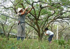 Lin Yilong worked as a farmer for 16 years without medicine, fat and economy.