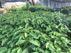 Coffee planting Technology: Qianjie Coffee from Seedling to harvesting