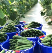 Cucumbers are naughty and difficult to deal with. Lin Kaiyao, a green farmer, uses science and technology to solve the problem of cucumbers.